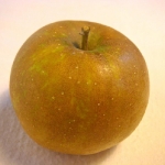 Roxbury Russet Apple